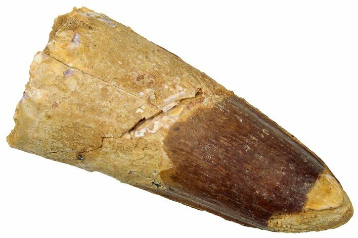 Fossil Spinosaurus Tooth - Real Dinosaur Tooth #329595